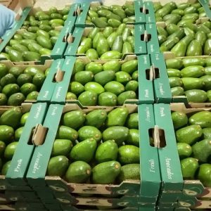 Fresh Fuerte Avocados