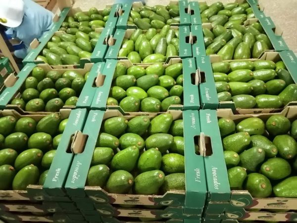 Buy Fresh Fuerte Avocados