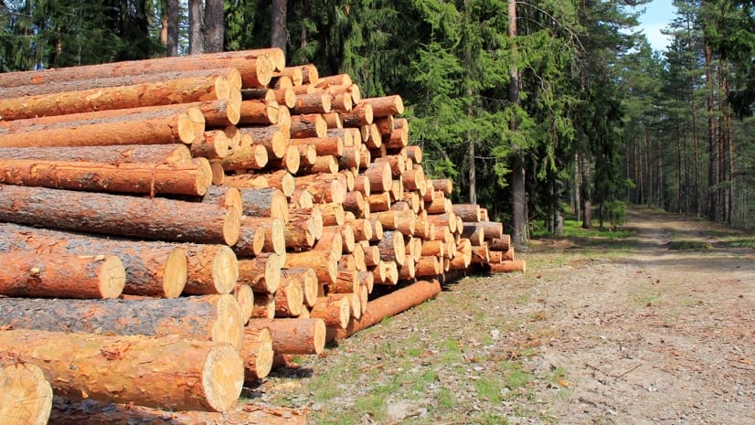 Buy lumber Timber